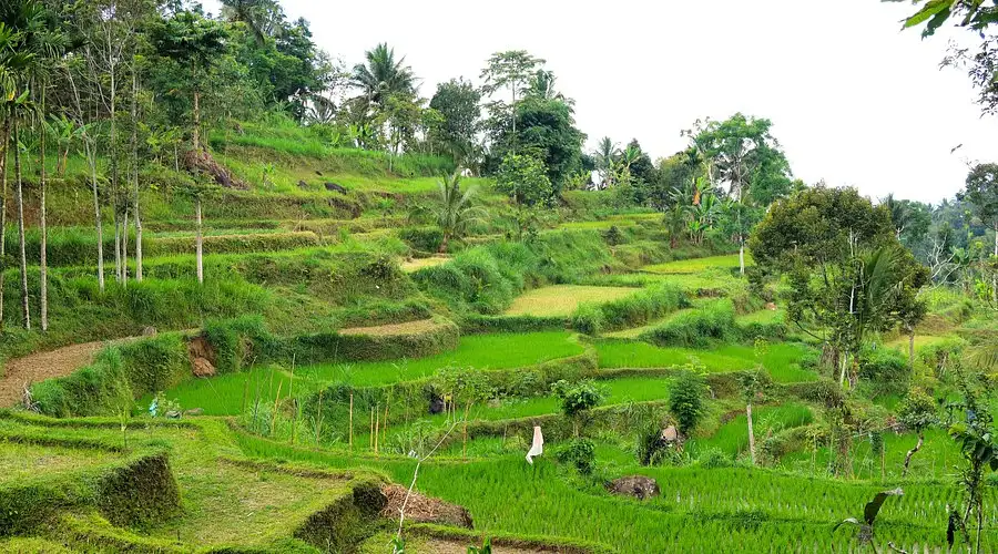 Lombok Countryside Tour – 8 Hours